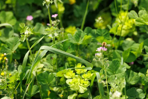 Yeşil çimlere ve arı sineklerine yakın
