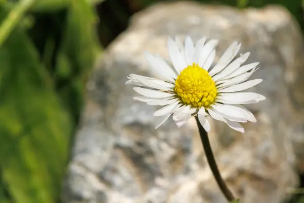 Bahçede beyaz çiçekler