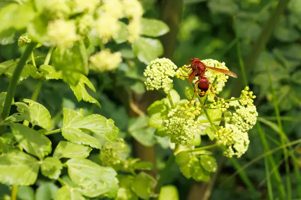Bahçedeki çiçekte kırmızı eşekarısı