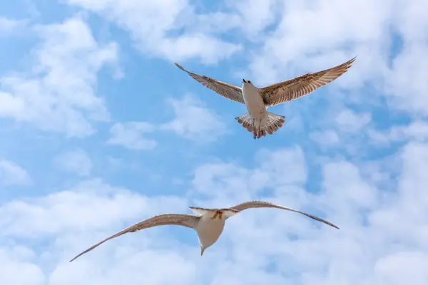 mavi gökyüzünde uçan iki martı