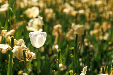 Bahar çiçekleri, lale çiçekleri bahçede.