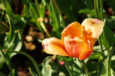 Bahçede yetişen güzel turuncu lale çiçekleri
