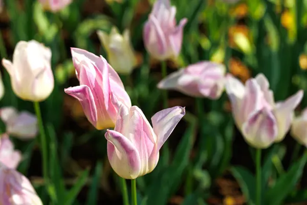Parktaki güzel pembe lale, doğa geçmişi.