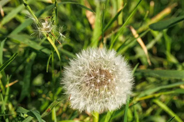 Yeşil çimlerde karahindiba