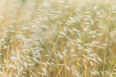 Tarlada büyüyen beyaz yulaf bitkisine yakın.