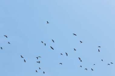 Gökteki göçmen kuş sürüsü. Gökyüzünde uçan leylek sürüsü