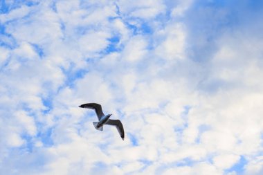 Bulutlu gökyüzünde uçan martı