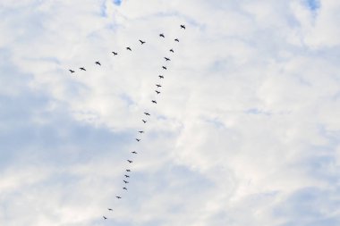 Göçmen kuş sürüsü uçuyor, karabatak, kaz, leylek