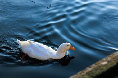 Beyaz ördek gölet üzerinde
