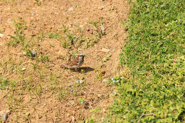 Doğa parkındaki kuş otların yanında.