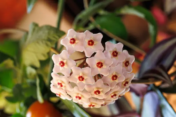 Bahçedeki güzel çiçekleri kapat, Hoya 'ya yaklaş.