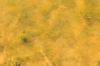 Çamurlu suda balık sürüsü