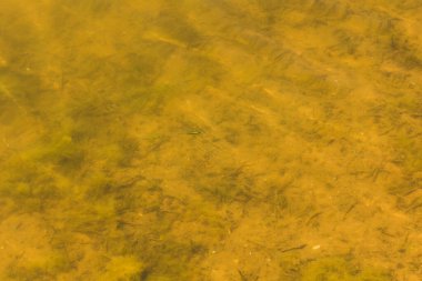 Çamurlu suda balık sürüsü