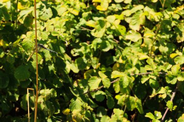 Bir yusufçuk, ormandaki yeşil yaprakların arasında pipet üzerinde.