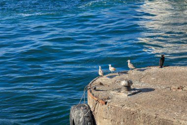 Limandaki iskelede martılar.