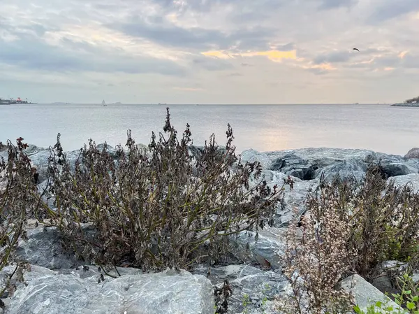 Deniz manzarası ve kayalıklardaki bitkiler