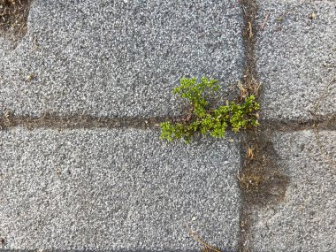 bir taşın üzerindeki yeşil bitki