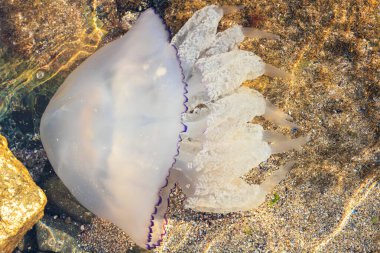 Deniz kıyısındaki güzel bir Medusa denizanasının yakın plan çekimi.