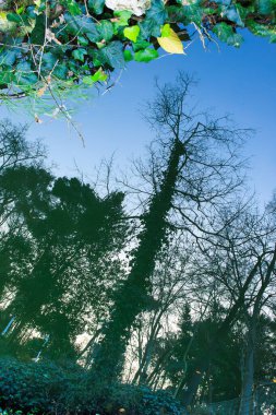 Göletteki ağaçların güzel manzarasının yansıması