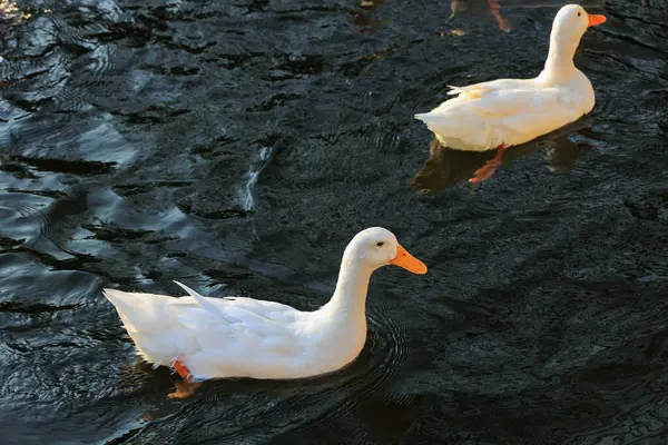 Gölde yüzen beyaz kuğular