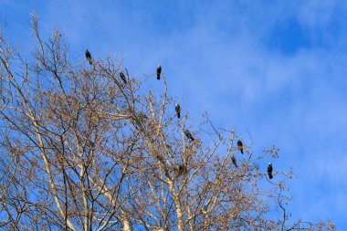 Mavi gökyüzüne karşı bir ağaç dalında oturan bir grup karabatak.
