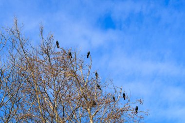 Mavi gökyüzüne karşı bir ağaç dalında oturan bir grup karabatak.