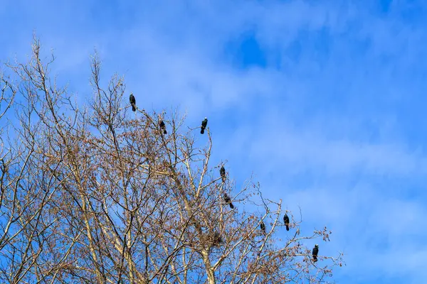 Mavi gökyüzüne karşı bir ağaç dalında oturan bir grup karabatak.