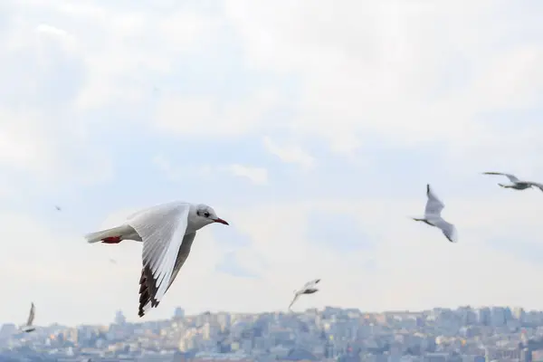 İstanbul, Türkiye üzerinde uçan martılar.