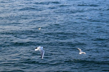 Martılar denizde uçuyor.