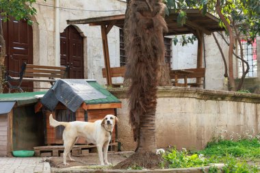 Selimiye Camii 'nin bahçesinde beyaz bir köpek Uskudar, İstanbul