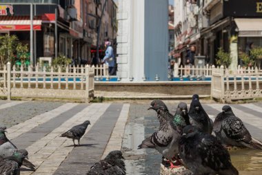 Arka planda meerschaum sembollü güvercinler, Luleburgaz, Kirklareli, 21 Nisan 2025