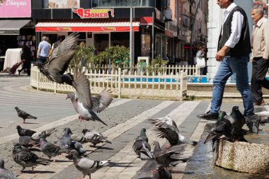 Luleburgaz, Kirklareli 'deki çeşmenin yanında yürüyen güvercinler, 21 Nisan 2025