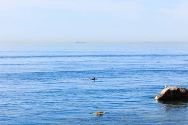 Marmara Denizi 'nden geçen bir yunus ve kayadaki bir martı.