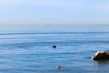 Marmara Denizi 'nden geçen bir yunus ve kayadaki bir martı.