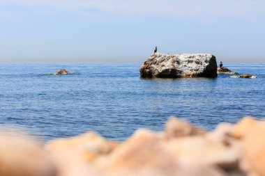 Bir karabatak denizdeki bir taşın önünde bulanık bir ön plan