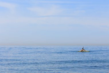 Bir karabatak Marmara Denizi 'nde tek başına bir kayanın üzerinde.
