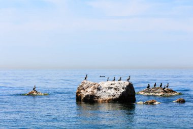 Marmara Denizi 'ndeki kayalıklarda karabataklar ve yunuslar yanlarından geçiyor.
