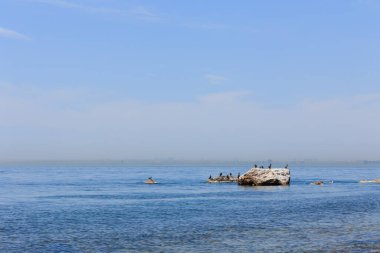 Karabataklar Marmara Denizi 'ndeki kayaların üzerinde.