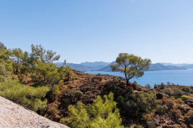Akdeniz 'in yukarısındaki uçurumun kenarında yalnız bir çam ağacı.