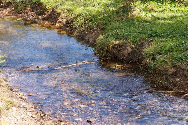 Abant, Bolu 'daki yeşil otların yanındaki ormandaki su akıntısı