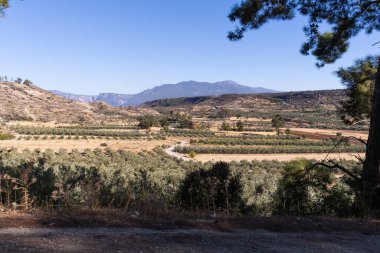Türkiye 'nin Mugla kentindeki zeytin ağaçları ve tarım arazileri
