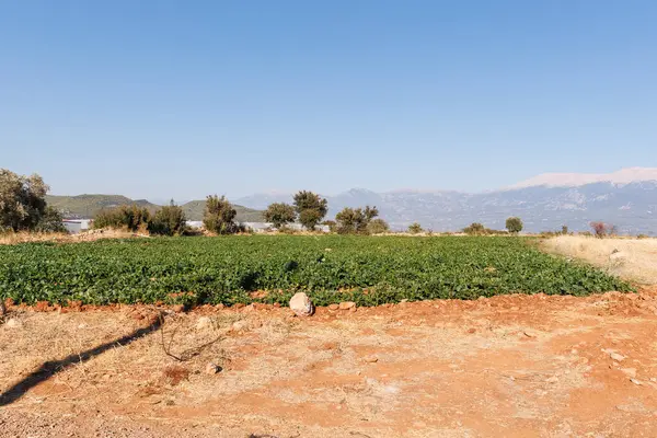 Türkiye 'nin Mugla ilinin kırsalında bir çiftlikte tarım