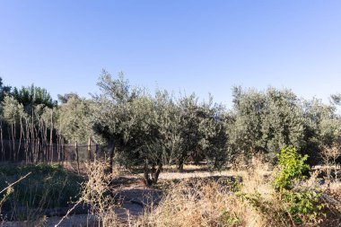 Bahçedeki zeytinlikler ve Türkiye 'nin Mugla kentinde mavi gökyüzü
