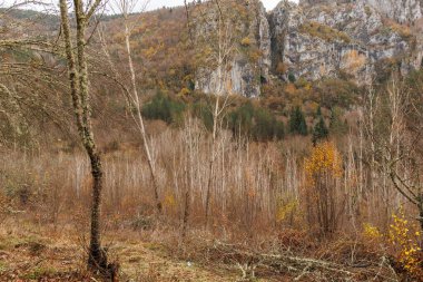Türkiye 'nin ormanlık ve kayalık dağlarındaki güzel bir ağaç görüntüsü