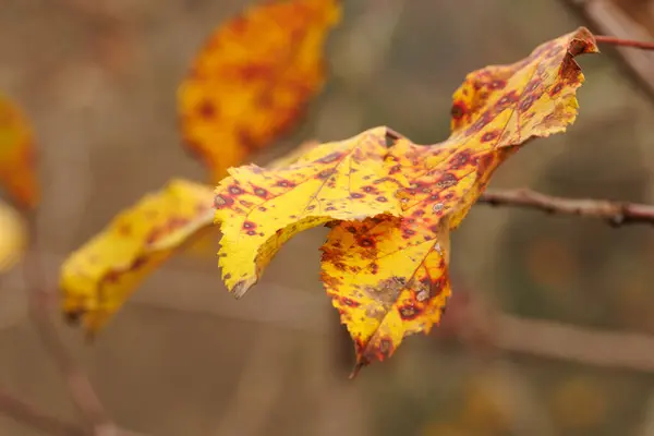 Bahçedeki sarı sonbahar yapraklarının ve kırmızı noktaların yakın çekimi, sığ alan derinliği