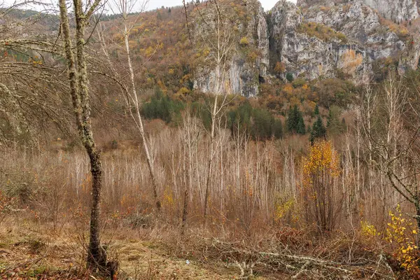 Türkiye 'nin ormanlık ve kayalık dağlarındaki güzel bir ağaç görüntüsü
