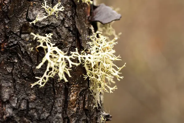Sarı yosunlu bir ağaç kabuğuna yakın. makro çekim, seçici odaklanma