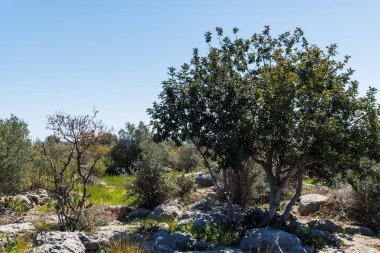 Yerdeki kayalar ve yeşil ağaç ve mavi gökyüzünün altındaki gölgesi.
