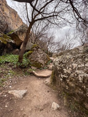 Vadideki kayaların arasındaki kirli yolda bir ağacın kalın kökü.