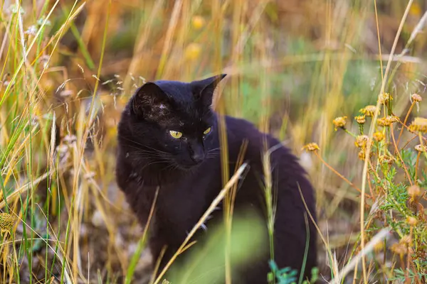Yeşil çimenlerin üzerinde kara kedi
